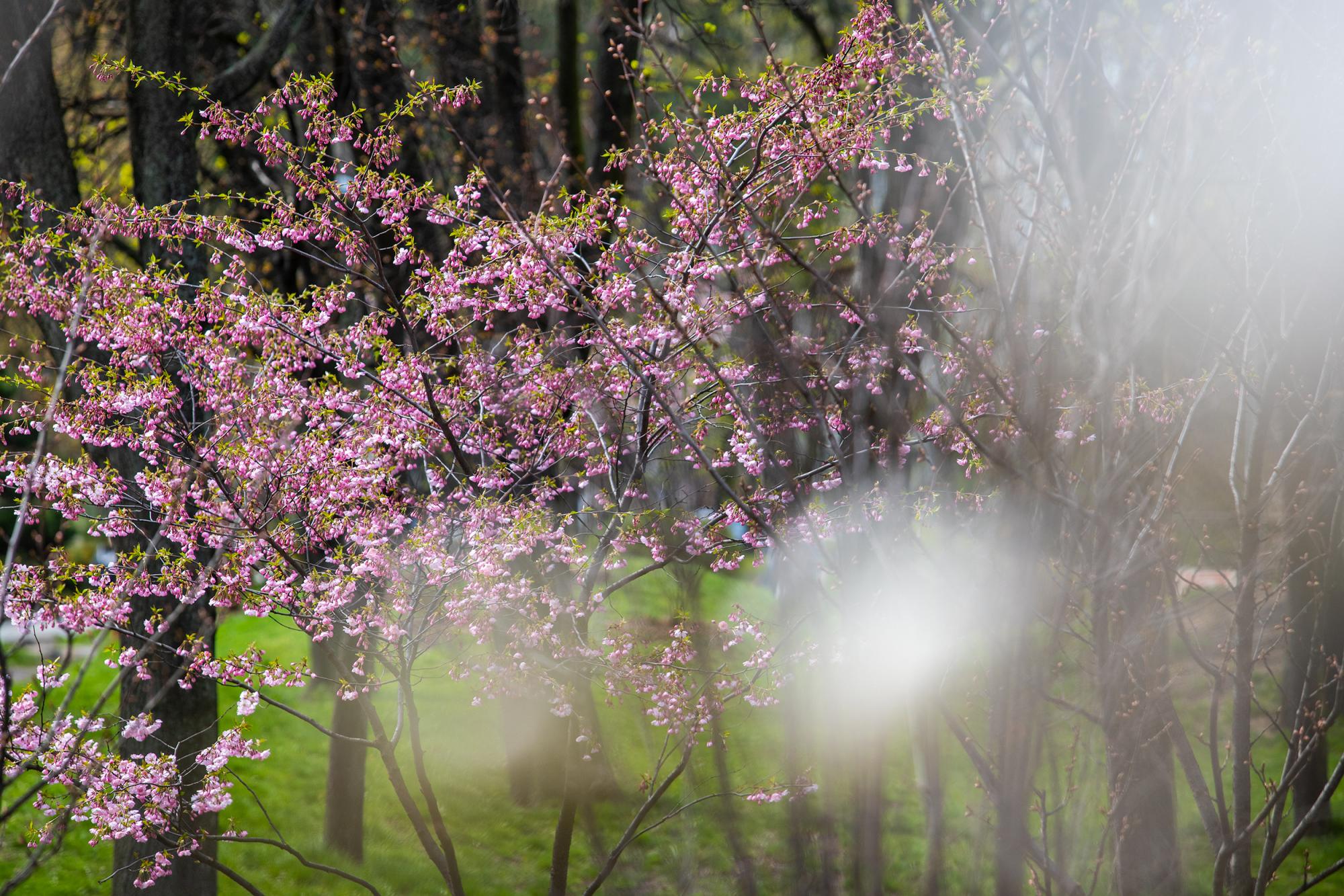 У Києві розцвіли магнолії і сакури: де побачити цю красу